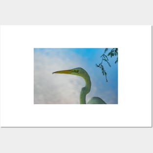 Great egret of Florida Posters and Art